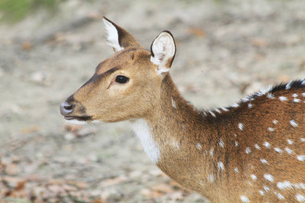 istock young wild doe in the forest 2026940906