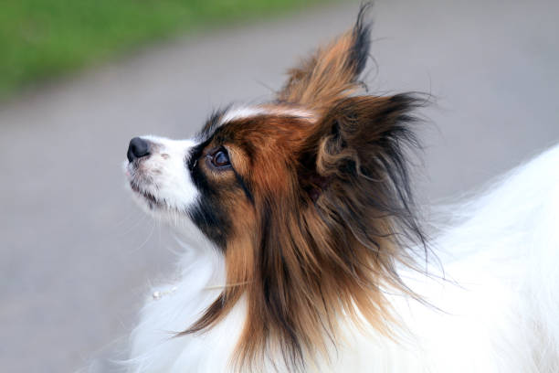 Closeup portrait of a brown dog