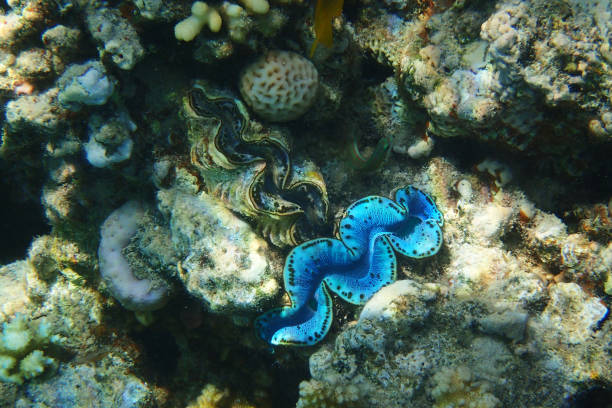 istock Giant Clam from the Red Sea 2026941449