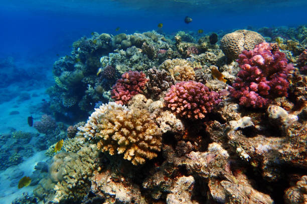 Colonies of corals and tropical fishes at coral reef in Red sea