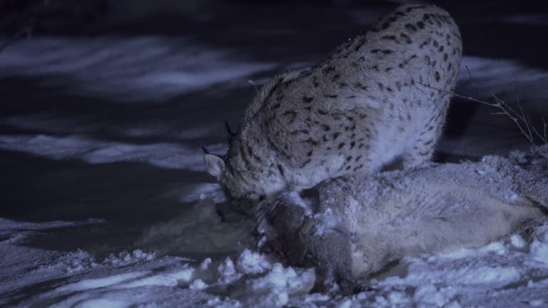 A lynx wades through the snow in the moonlight on a winter night, comes to a hunted roe deer and smells it. Night in nature. Snowy winter night with an animal.