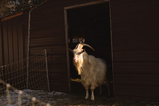 The dairy goat on a small farm in Ontario, Canada.