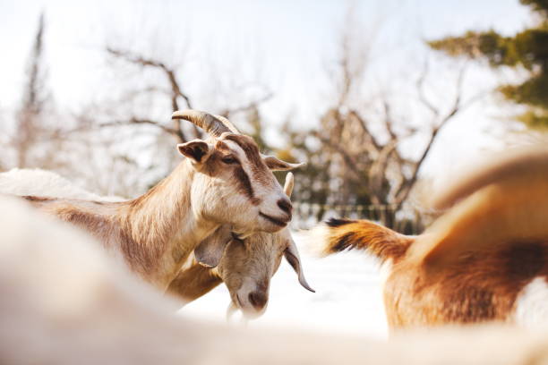 Dwarfed goats, photographed with a Fish-Eye lens