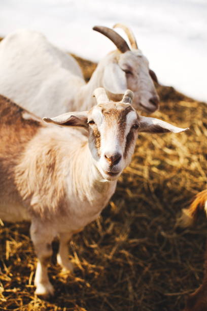 istock Dairy goats on a small farm in Ontario, Canada. 2026964604
