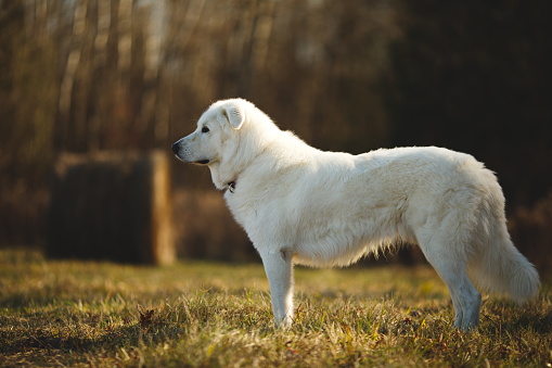 A Maremma sheepdog on a goat farm in Ontario, Canada, with green surroundings