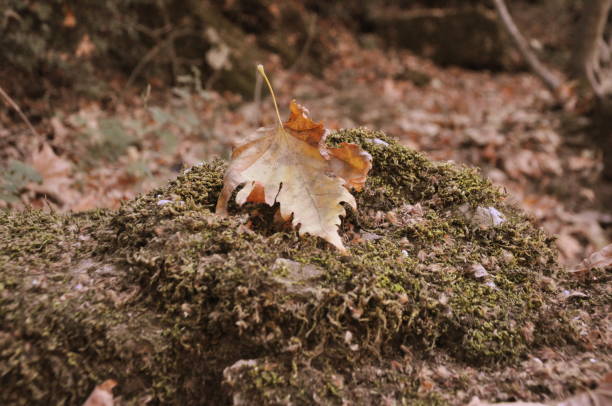 istock Dry sycamore leaf on the mossy rock in forest. 2026965730