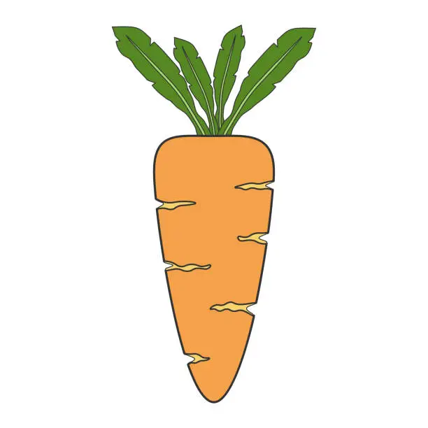 Vector illustration of Orange carrot with green leaf top. Vegetables in flat style