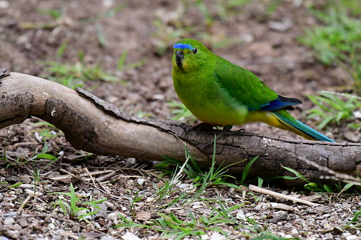 Orange-Bellied Parrot in Werribee open range zoo Victoria Australia