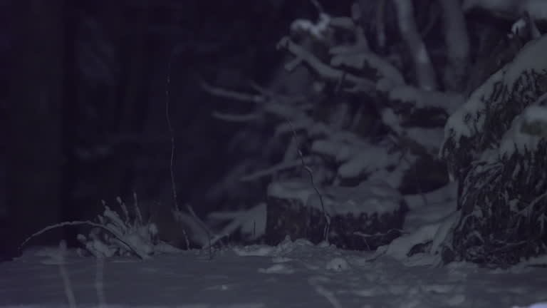 A lynx on a winter night, in the moonlight, wades carefully through the snow and hides in the shadows. At the end of the shot, the lynx comes out into the light and takes off. Night in nature. Snowy winter night with an animal.