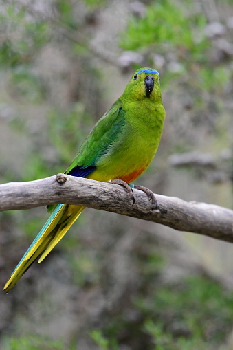 Orange-Bellied Parrot in Werribee open range zoo Victoria Australia