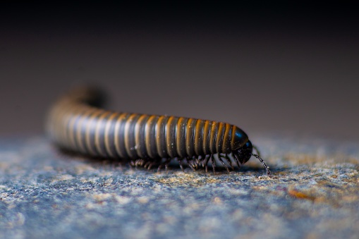 big millipede many leg rolling body walking on concrete floor. species animal zoom face brown color.