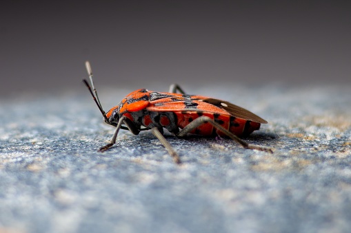 A close-up of a firebug, Pyrrhocoris apterus insect