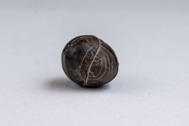 istock Woodlouse, isopod curled into a ball shape 2027014516