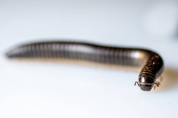 istock Close-up of a millipede walking 2027014528