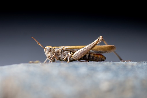A detailed macro shot of a grasshopper