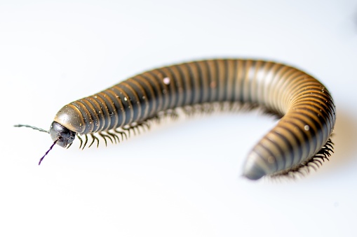 A close-up of a millipede walking