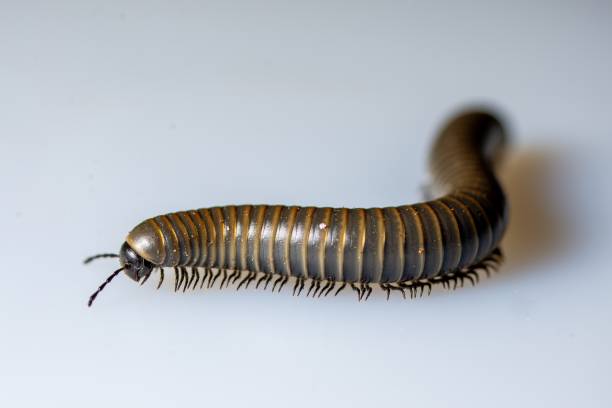 istock Close-up of a millipede walking 2027015054
