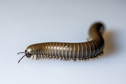 A close-up of a millipede walking