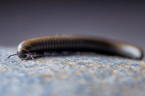 A close-up of a millipede walking