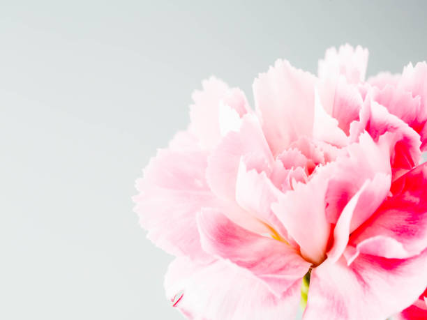 istock close up pink flower texture background 2027015590