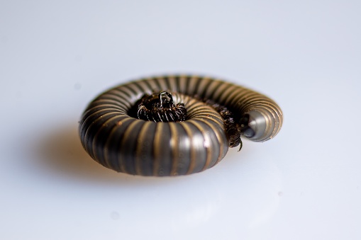 A close-up of a millipede coiled
