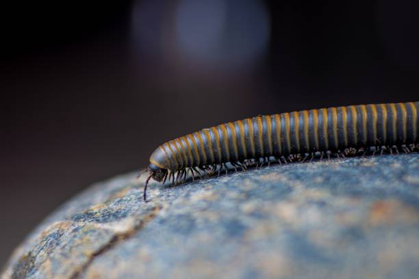 istock Close-up of a millipede walking 2027016654