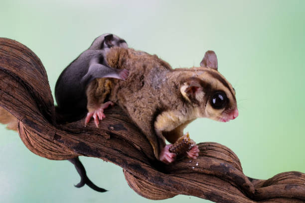 istock sugar glider is carrying a child 2027032605