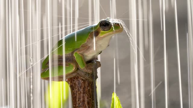4K slow motion video of frogs bathing in water.