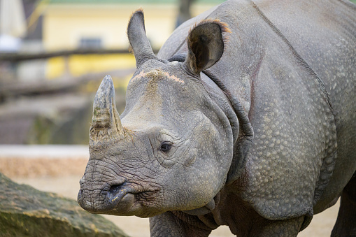 Close-up of a Rhinoceros with a Cut-off Horn, Protecting Animals from Poachers, concept. Protecting Wildlife. Close-up of a Rhinoceros with Horn Removed, Defying Poaching Threats
