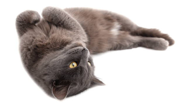 istock Gray cat lies on a white background 2027067678
