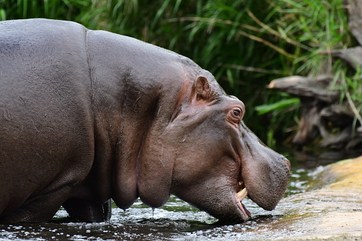 Hippopotamus in Werribee open range zoo Victoria Australia