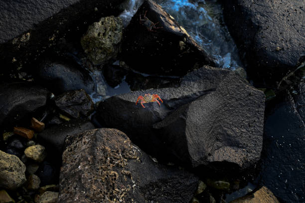 Crabs on rock at beaches from Red Sea, Jeddah