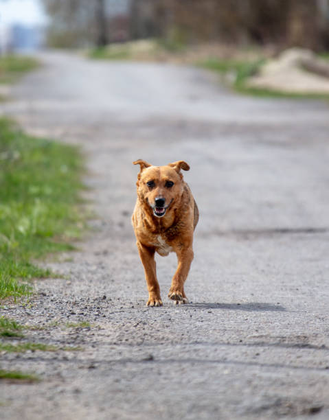 istock A red dog runs across the road 2027097323