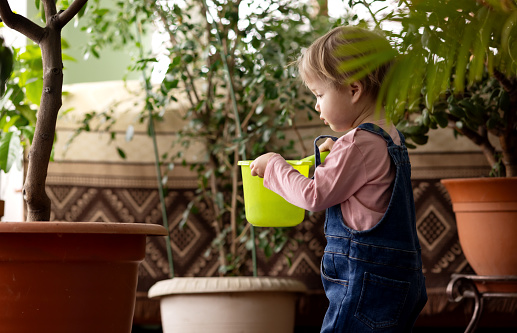 2-year-old girl in denim overalls carries a plastic household dipper of water in conservatory