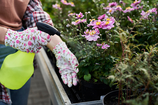 Unrecognizable person spraying plants in the greenhouse