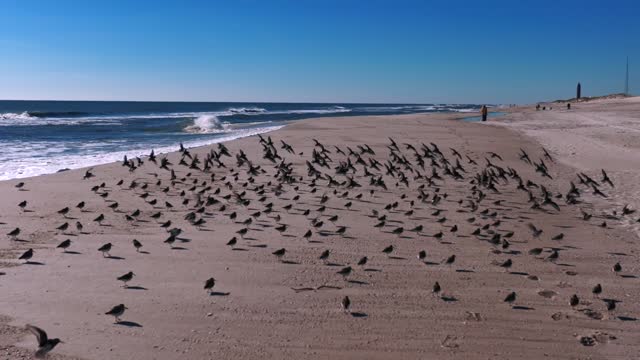 A low angle view of a large flock of sandpipers standing on an empty beach on a sunny day. The camera dolly in, in slow-motion over the beach as the waves crash and some birds takeoff gracefully.