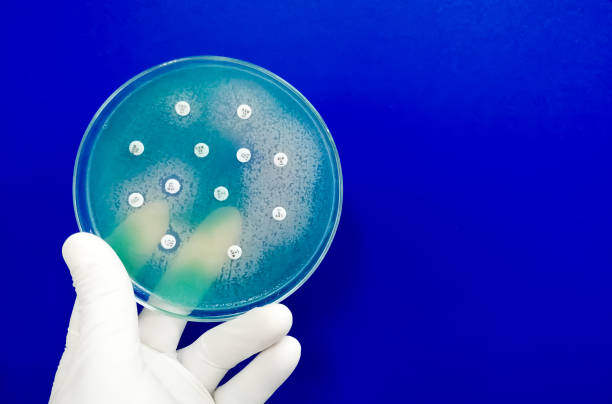 istock Antimicrobial susceptibility testing of Pseudomonas aeruginosa, mueller hinton agar plate. 2027129736