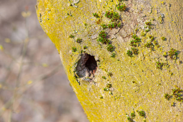 Hole in the tree trunk bird house. Moss on the bark of a tree in the spring fores