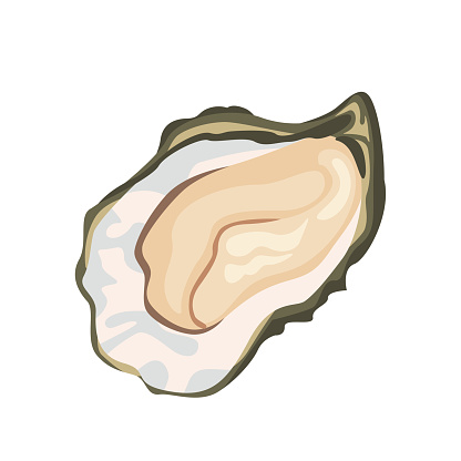 Oyster isolated on white background. Vector cartoon illustration. Fresh seafood icon.