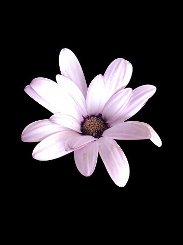 Purple Daisy Flower isolated on black  background