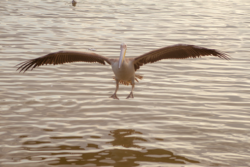 View of a pelican landing on the water.
