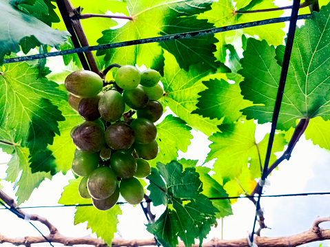 grapes that are not fully ripe