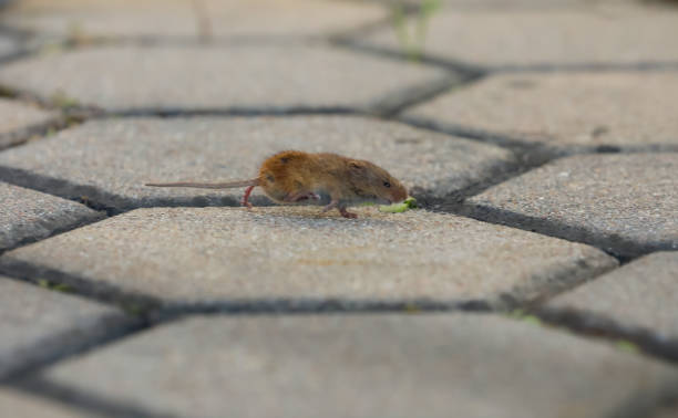 istock The little gray mouse runs away quickly from the cat 2027162195