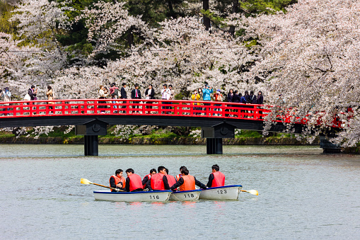 HIROSAKI, JAPAN - APRIL 18 2023: Tourists on wooden boats rowing along a river surrounded by vivid Sakura (Cherry Blossom) during Hanami season in Northern Honshu