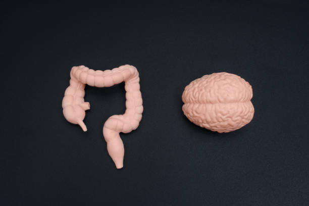 istock Intestine and Human Brain Figurines Isolated on Black 2027172217