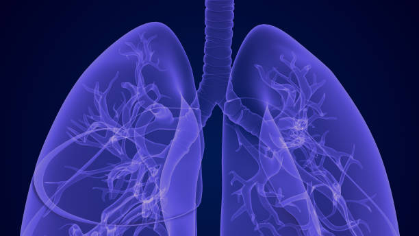 istock The respiratory system and the lungs 2027172224