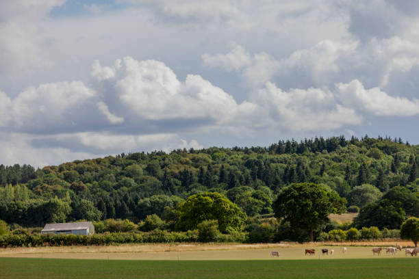 istock Cattle grazing on a rolling pasture in Alcester 2027179182