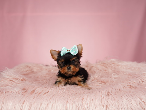 Yorkshire terrier puppy sitting on a pink fur pillow on an isolated pink background. Fluffy, cute lap dog with a bow on his head. Cute pets