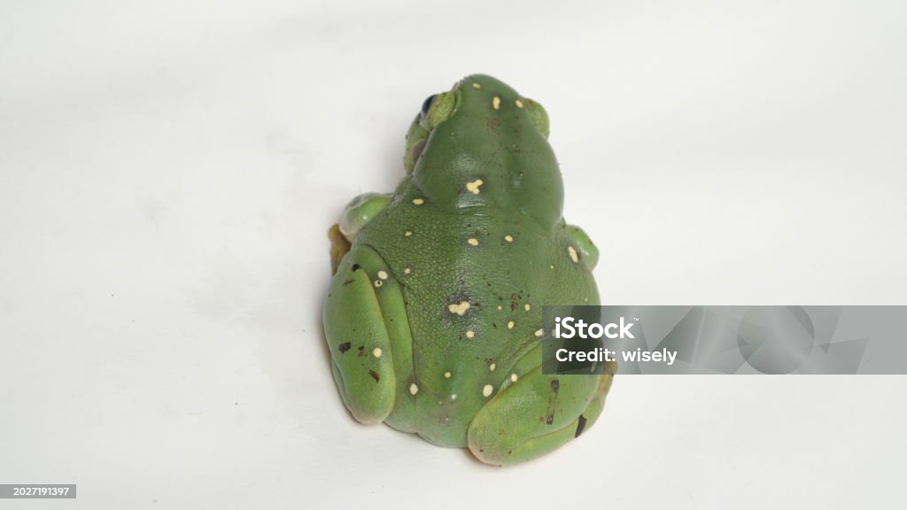 Splending Tree Magnificent Tree Frog Or Ranoidea Splendida Also Known As The Splendid ...