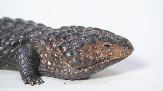 Shingle back Lizard or Tiliqua rugosa, or Bobtail Lizard, is a short-tailed, slow-moving species of blue-tongued skink (genus Tiliqua) endemic to Australia.